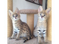 kotenca-serval-i-karakal-small-2