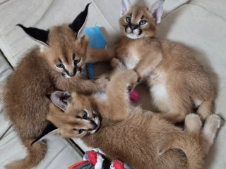 kotenca-serval-i-karakal