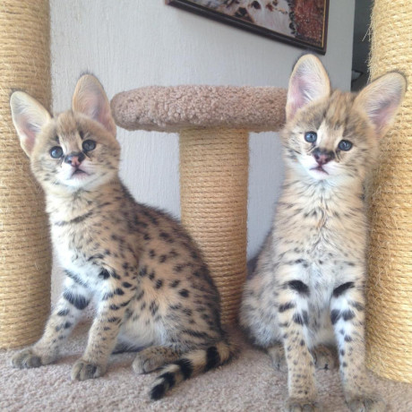 kotenca-serval-i-karakal-big-2