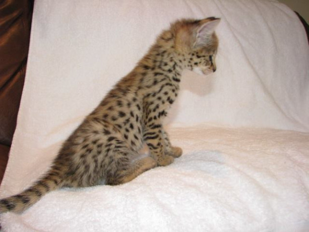 kotenca-savana-f5-big-3