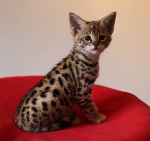 kotenca-savana-f5-big-2