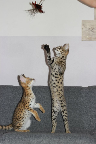 kotenca-savana-f5-big-4